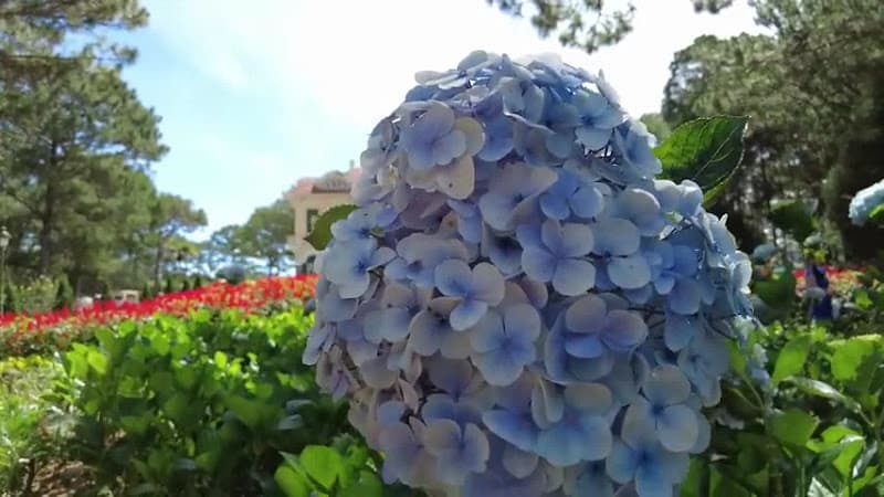 Hình ảnh Dinh Bảo Đại - 6