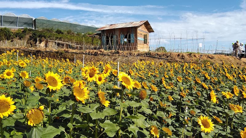 Hình ảnh Cánh đồng hoa Cẩm Tú Cầu - 2