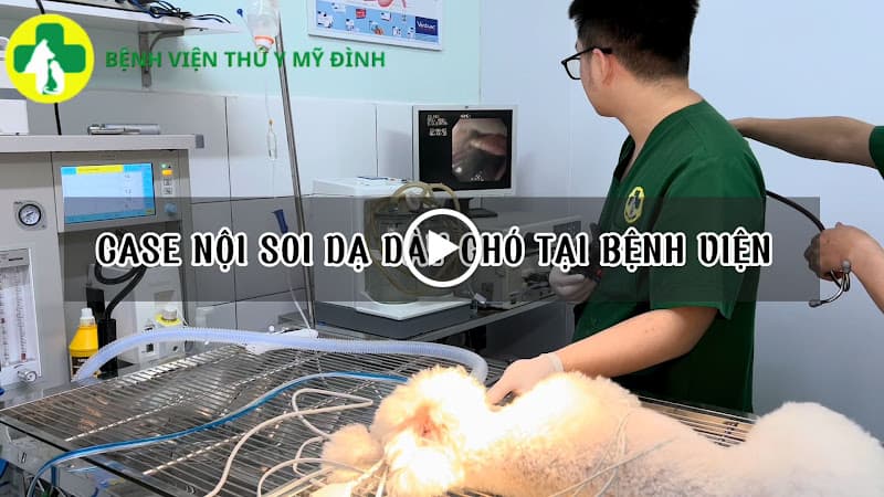 Hình ảnh Bệnh viện thú y Mỹ Đình - 4