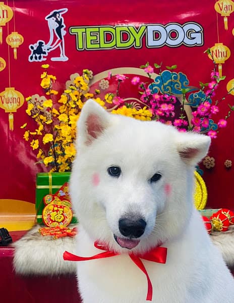 Hình ảnh TEDDYPET LONG XUYÊN - 4