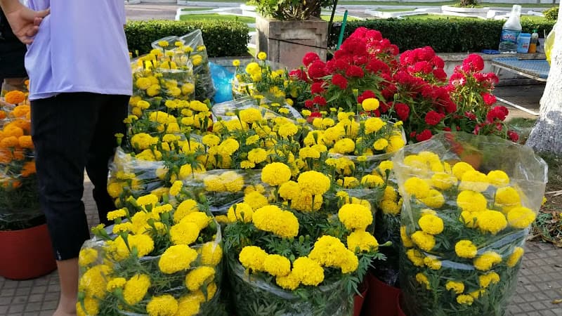 Hình ảnh Quảng Trường Thành Phố Vĩnh Long - 5