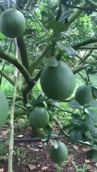 Hình ảnh Nông Trại Trái Cây - Fruit Farm - 3