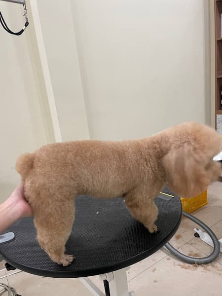 Hình ảnh Lildan Pet - Dịch Vụ Thú Cưng Chuẩn 5 Sao - 2