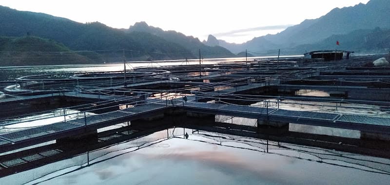 Hình ảnh Công Ty TNHH Một Thành Viên Cá Tầm Việt Nam – Sơn La - 4