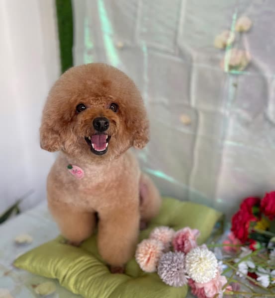 Hình ảnh LaLa PET - 3