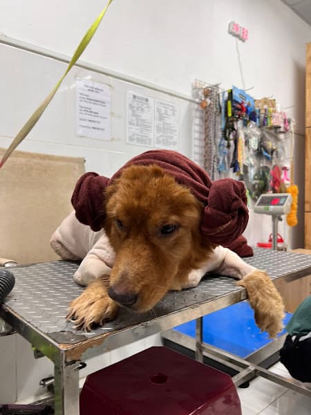 Hình ảnh Dịch Vụ Thú Cưng Cần Thơ - RUBY PET ( CN 2 ) - 3