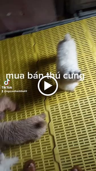 Hình ảnh Moon pet ( mua bán chó mèo cảnh) - 4