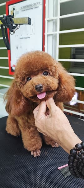 Hình ảnh Petshop - 3