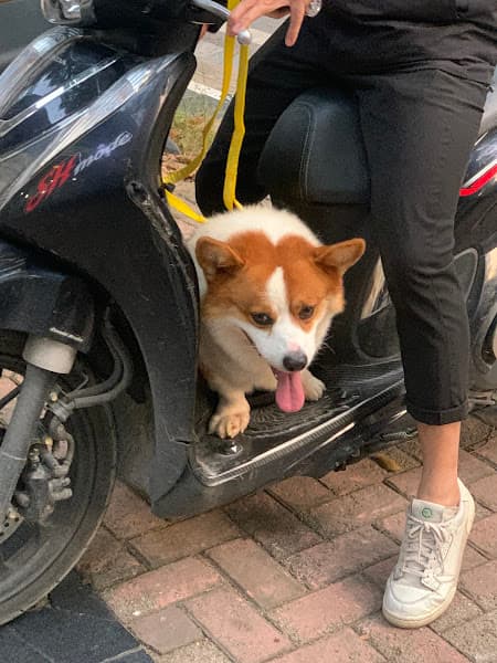 Hình ảnh Phòng Khám Thú Y Ecovet - 4