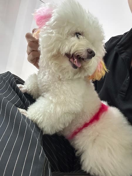 Hình ảnh Poody Pet Store : Spa dành cho chó mèo Phú Nhuận - 3