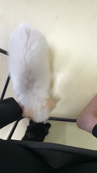 Hình ảnh Gạopet - dịch vụ chăm sóc thú cưng Ba Tri - 2