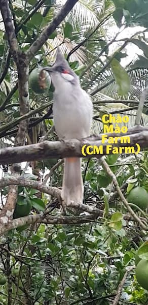 Chào mào farm: Trại chim chào mào đột biến sinh sản.