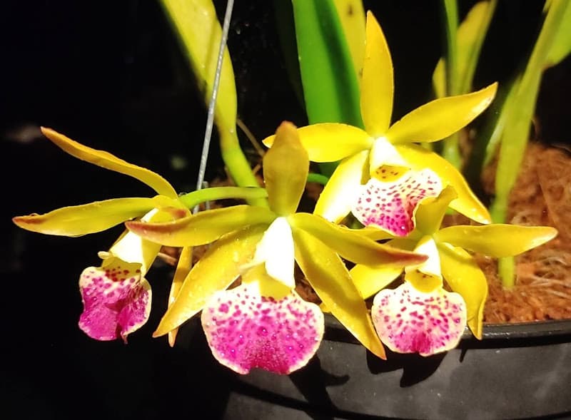 Cây Trái Miệt Vườn