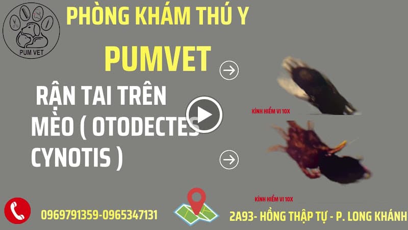 Hình ảnh Phòng Khám Thú Y Long Khánh ( Pum Vet) - 4