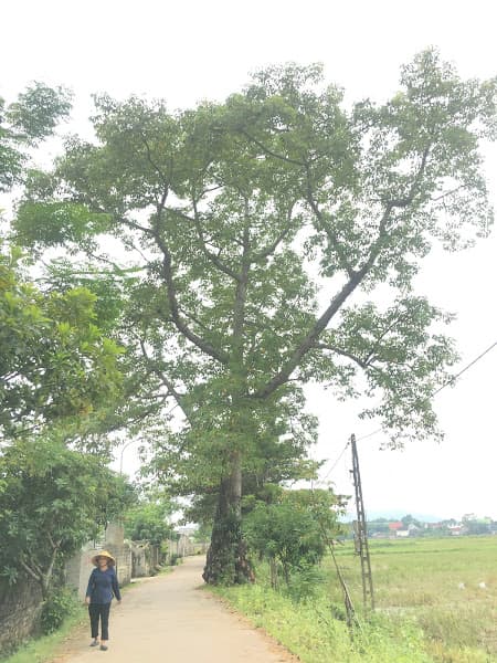 Hình ảnh Đình Liên Trì - Di tích Lịch sử - 2