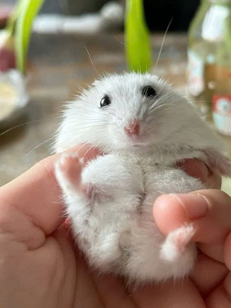 Hình ảnh BỤI Hamster Shop - 3