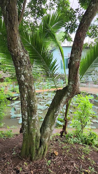 Hình ảnh Vườn Trái Cây Sáu Hùng - 3