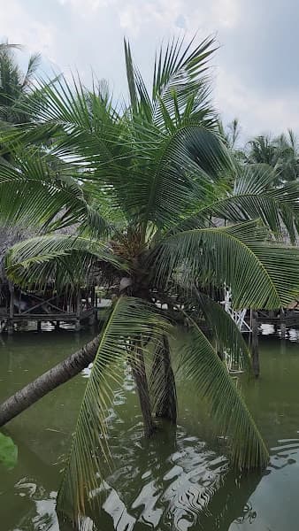 Hình ảnh Quán ăn Hoa Súng (thực đơn ngon) - 4
