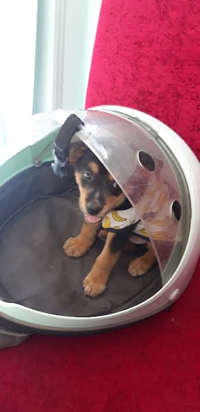 Hình ảnh Phòng Khám thú y VERAPET - 2