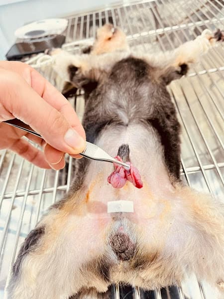 Hình ảnh DOCA'S HOUSE_Dịch vụ chăm sóc thú cưng tại Rạch Giá - 5