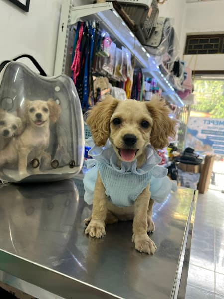 Bệnh Viện Thú Y HomePet - Cơ sở Võ Cường