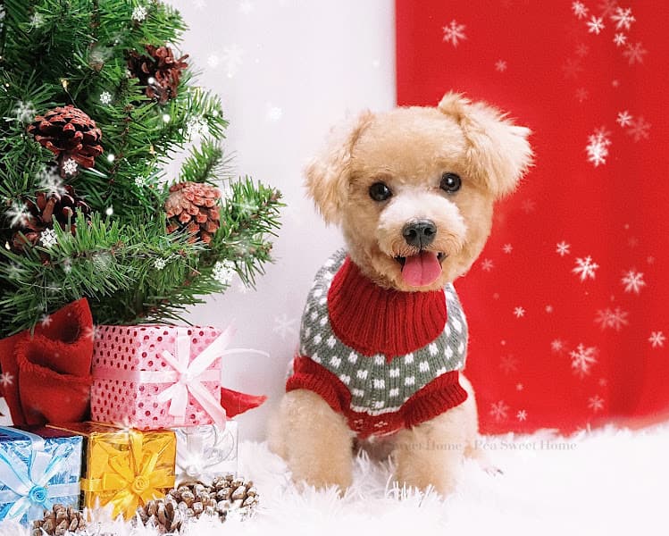 Hình ảnh Pea Sweet Home - Tiệm Làm Đẹp Thú Cưng - 5