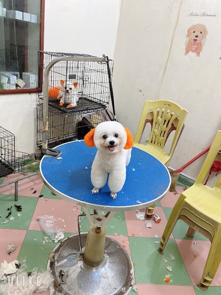 Ảnh bìa Phòng khám thú y -Spa HAPPY PET