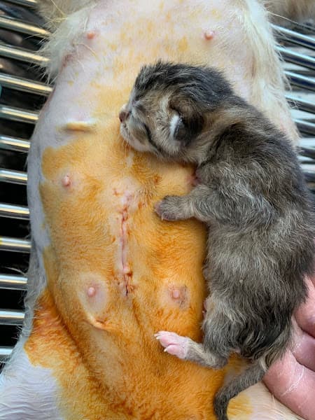 Hình ảnh Phòng Khám Thú Y Đà Lạt - 2