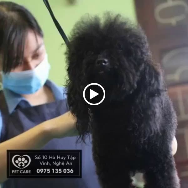 Hình ảnh PetCare - Pet shop, tỉa lông, tắm, tiêm phòng, bán thức ăn và phụ kiện chó mèo - 2