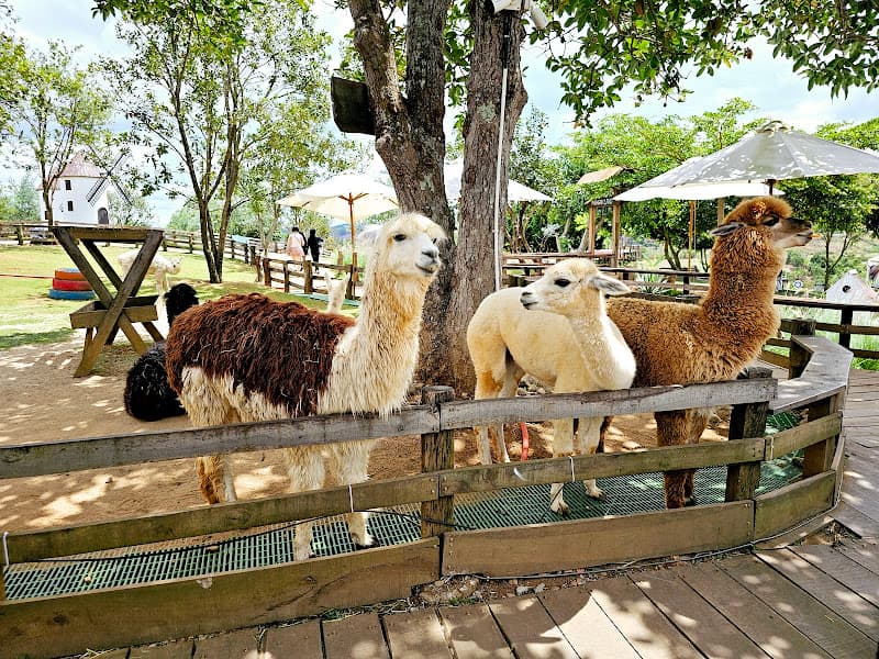 Hình ảnh Mongo Land - Đà Lạt - 4