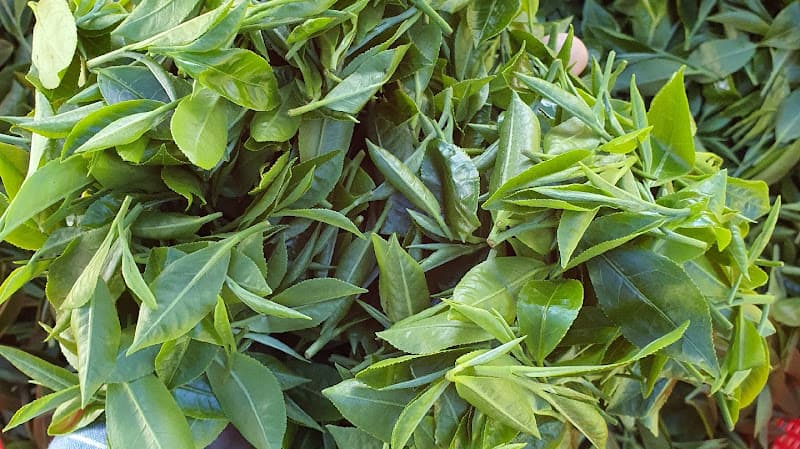 Hình ảnh CÔNG TY TNHH TRÀ HƯƠNG NGUYÊN - 4