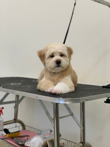 Vết - Spa chó mèo