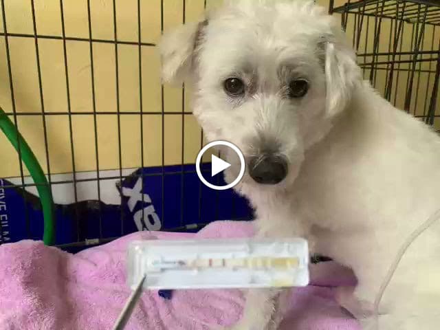 Hình ảnh Phòng Khám Thú Y Doraemonpet - 2