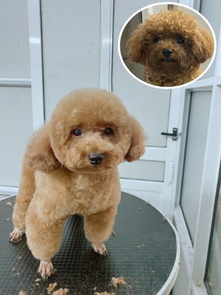 Hình ảnh MiLa Pet Gia Bình - Cửa Hàng Thú Cưng - 2