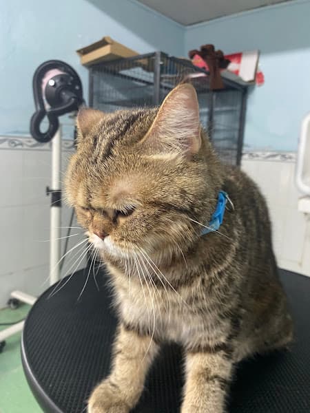 Hình ảnh Tom Petshop - 3