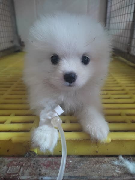 Hình ảnh Phòng Khám Thú Y THÁI HÀ - THÁI BÌNH - 2