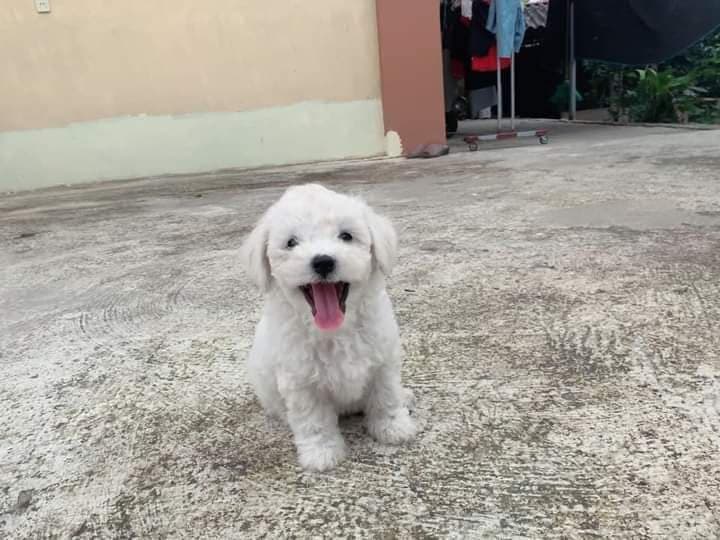 Hình ảnh Moon pet ( mua bán chó mèo cảnh) - 2