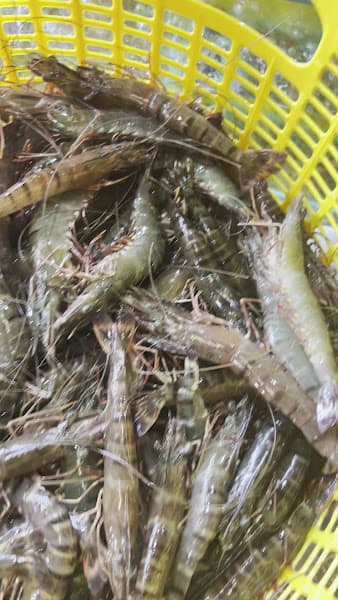 Hình ảnh Vựa Giang Hải Sản-Cần Thơ - 3