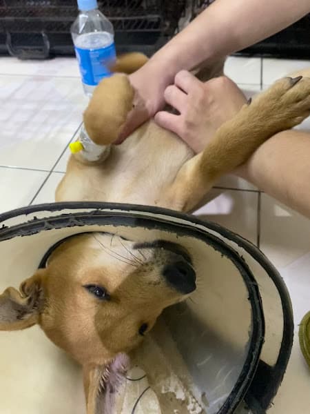 Hình ảnh Phòng Khám Thú Y Mypet Hải Phòng - 3