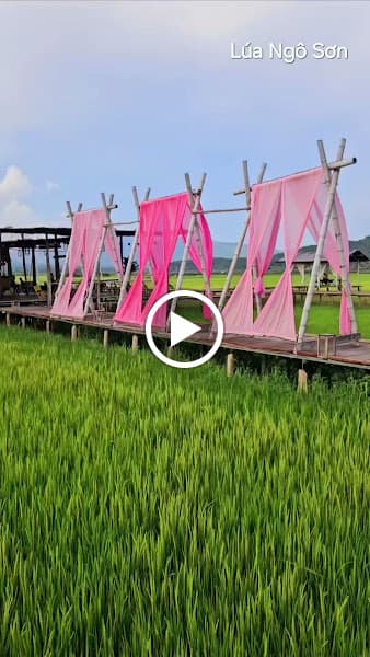 Hình ảnh Lúa Ngô Sơn - 3