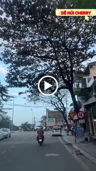 Hình ảnh Dê Cherry - 2