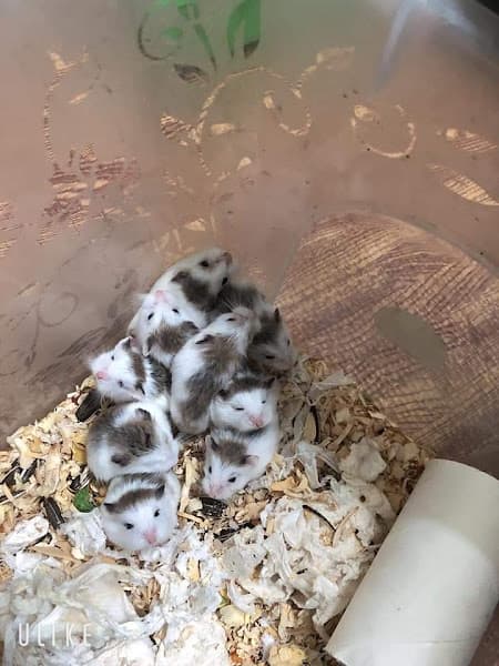 Hình ảnh Home Pet's - Chuột Hamster Hải Phòng - 9