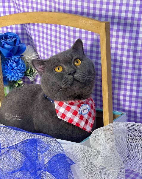 Hình ảnh Simba PET Shop - 5