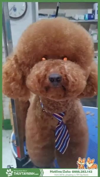 Hình ảnh Siêu Thị Dành Cho Chó Mèo - Pet Shop Lớn Nhất Tây Ninh - 3