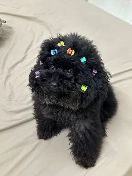 Hình ảnh Something.pets - 3