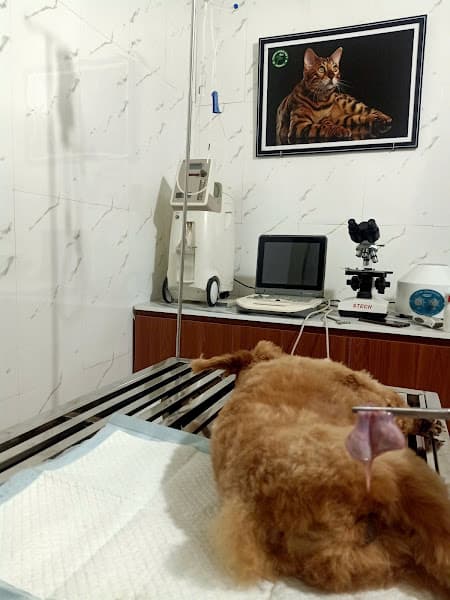 Hình ảnh Phòng khám thú y Ninh Bình Nibipet - 3