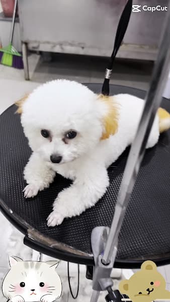 Hình ảnh NẤM PET BMT - 5