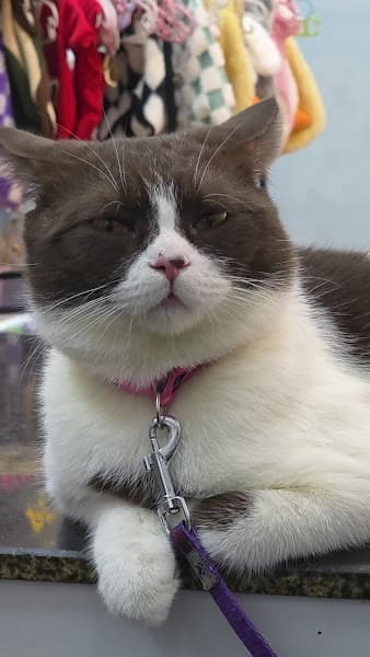 Hình ảnh Phòng khám thú y K-Pet - 6