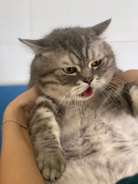 Hình ảnh Phòng khám thú y- spa Bs Nên - 4