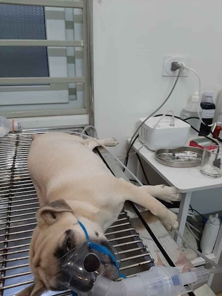 Hình ảnh Bệnh Viện Thú Y TRUE-VET Diễn Châu - 6